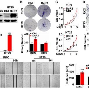 Dcr Overexpression Promoted Crc Cell Proliferation And Migration In