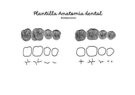 Plantilla anatomía dental Natalia Diego uDocz