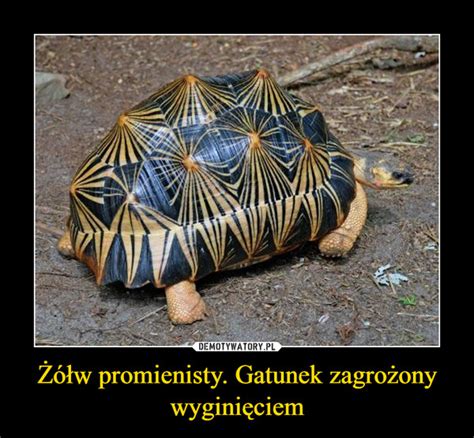 Żółw promienisty Gatunek zagrożony wyginięciem Demotywatory pl