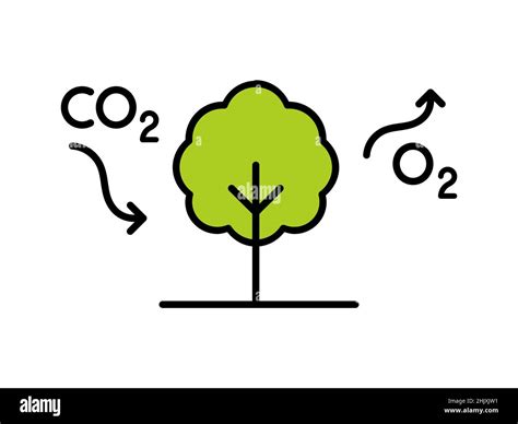 Ciclo Del Carbonio Albero Assorbe CO2 E Rilascia O2 Diagramma Del