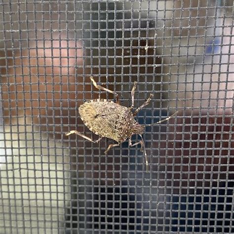 Halyomorpha Halys Brown Marmorated Stink Bug Image Taken Flickr