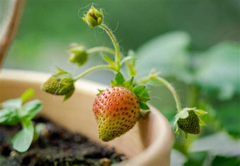 Consejos De Expertos Para Cultivar Fresas En Casa Y No Fallar En El