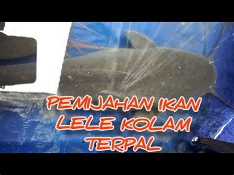 Pantang Menyerah Pijahkan Ikan Lele Kolam Terpal YouTube