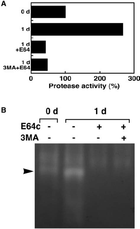 The Effect Of The Autophagy Inhibitor 3 Ma On Intracellular Protease