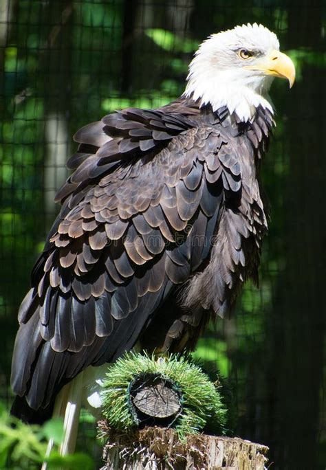 The Bald Eagle is a Bird of Prey Stock Photo - Image of haliaeetus ...