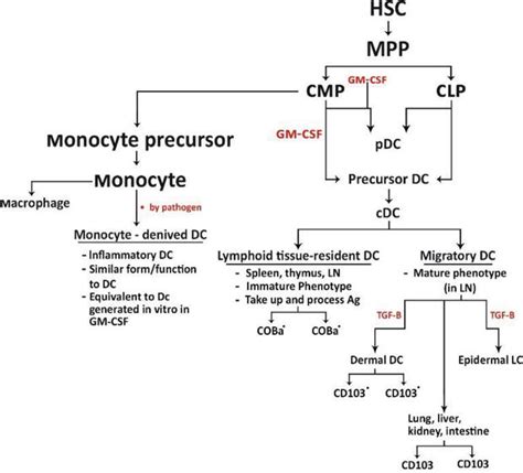 Dendritic Cell Subsets Maturation And Function Intechopen