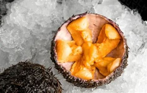 What Does Sea Urchin Taste Like Exploring The Flavor