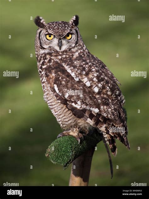 Barred Owl Eyes