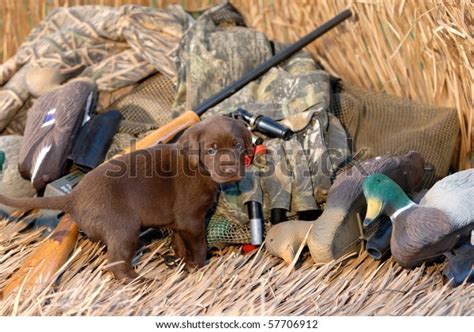 Chocolate Labrador Puppy Ready Hunting Stock Photo Edit Now 57706912