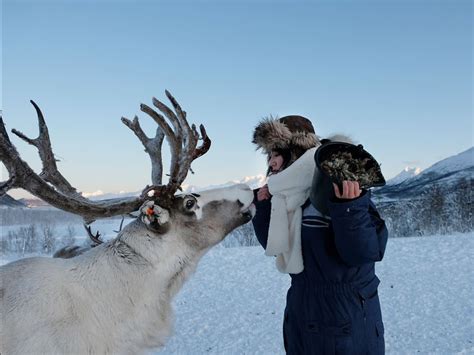 Reindeer feeding and Sami Culture | Sami Culture | Tromsø | Norway