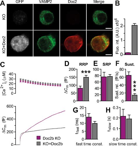 Doc2b Synchronizes Secretion From Chromaffin Cells By Stimulating Fast