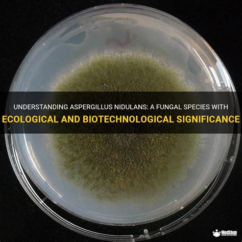 Understanding Aspergillus Nidulans: A Fungal Species With Ecological ...