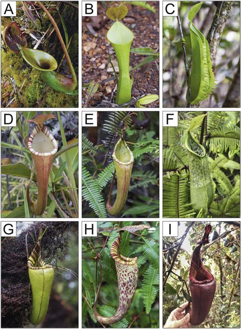 Nepenthes Documented During The Expedition All Photographs Taken In