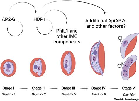 Plasmodium Falciparum Gametocyte Stages