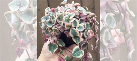 Церопегия вариегатная купить в Орле | Товары для дома и дачи | Авито