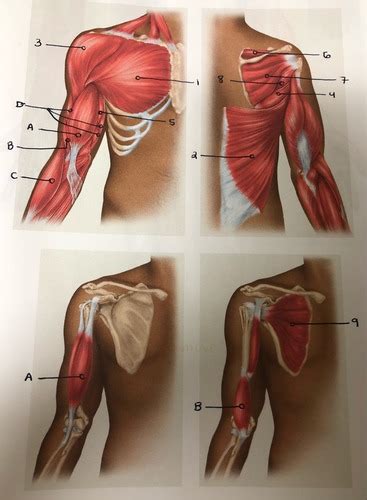 Muscles That Move The Forearm At The Elbow Flashcards Quizlet