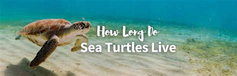 How Long Do Sea Turtles Live All About Their Best Kept Secret