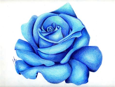 Rose Color Pencil Drawing | Free download on ClipArtMag