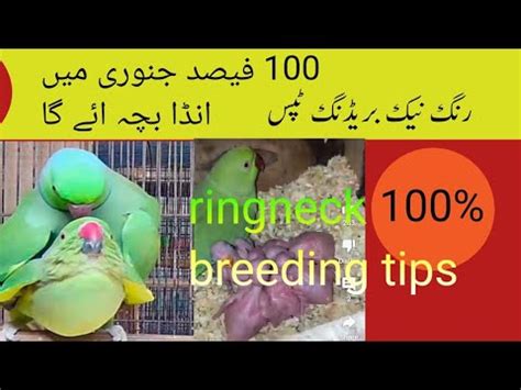 Ringneck Breeding Tips Ringneck Se Breed Lene Ka Tarika Urdu Hindi