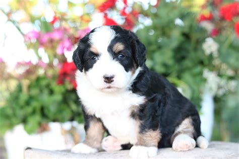 Male Mini Bernedoodle In Missouri