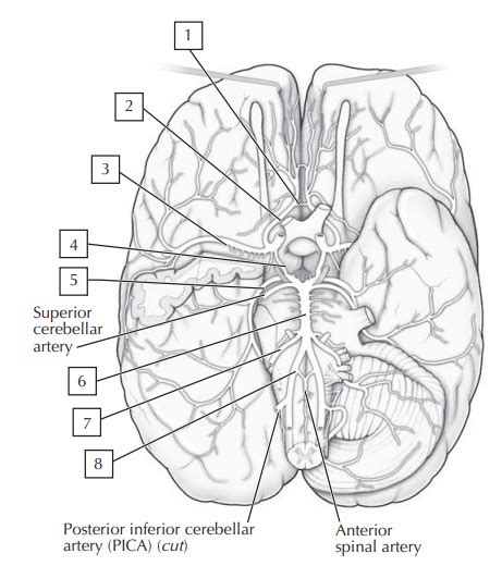 Cranial Arteries Diagram Quizlet