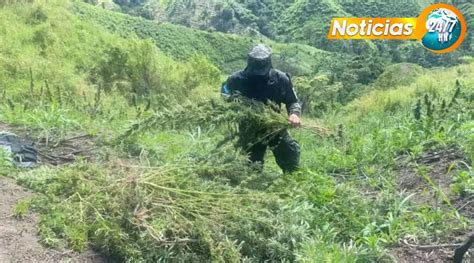 En Colón aseguran 112 mil plantas de marihuana Noticias 24 7