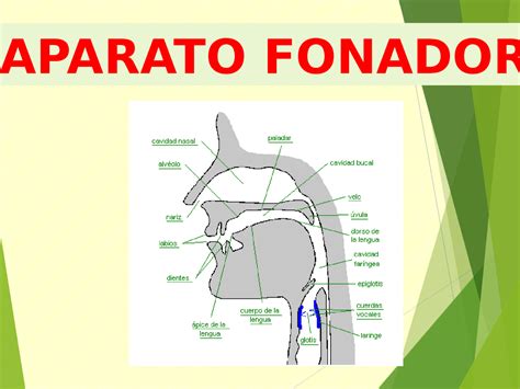 Aparato Fonador Conceptos Basicos Docsity