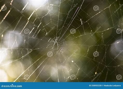 Web of a Spider in Wild Wood. Stock Photo - Image of morning ...