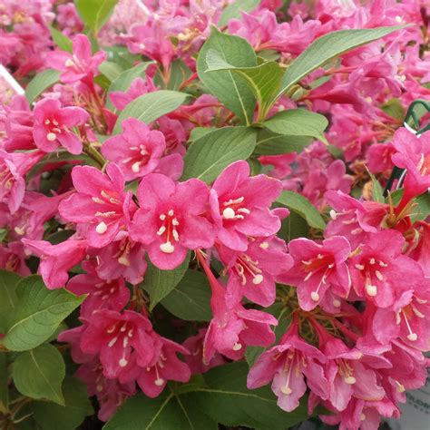 Weigela SONIC BLOOM Pink - Buy Weigela Shrubs Online