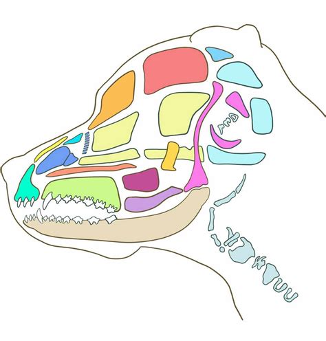 Canine Osteology Illustrations Normal Anatomy Vet Anatomy 59 Off