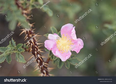 30 Baldwin Lake Ecological Reserve Royalty Free Images Stock Photos