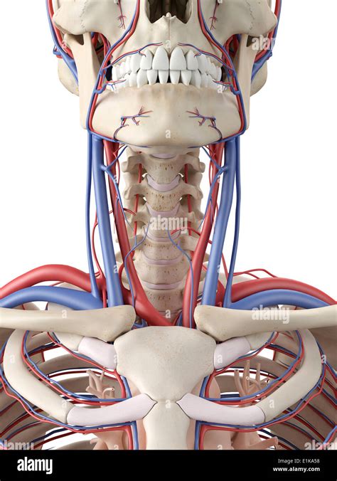 Sistema Vascular Del Cuello Y La Garganta Equipo Ilustraciones