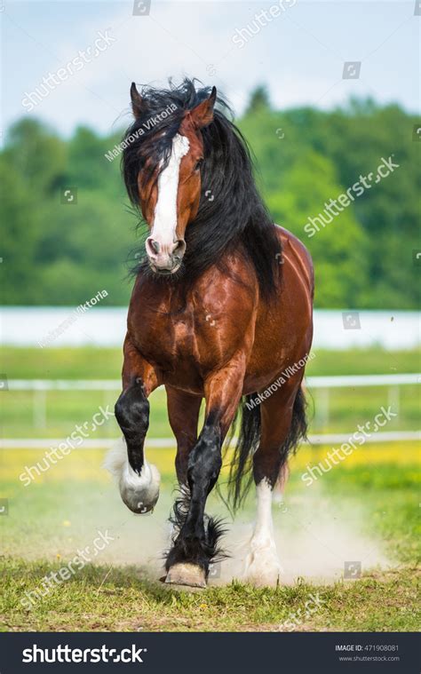 bay vladimir heavy draft horse runs stock photo  shutterstock