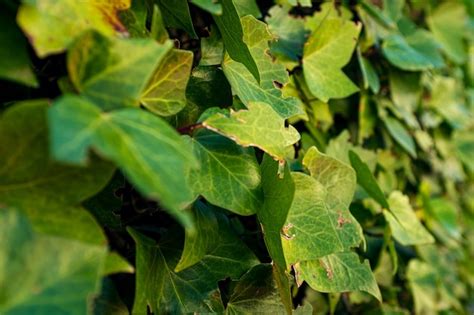 Premium Photo | Green ivy leaves