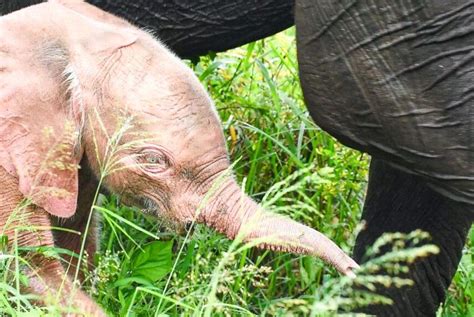 Watch: Pink baby elephant goes for a swim - UPI.com