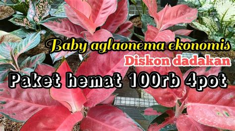 Banyak Promo Aglonema Disini Ada Baby Aglaonema Ekonomis Akar Rimbun