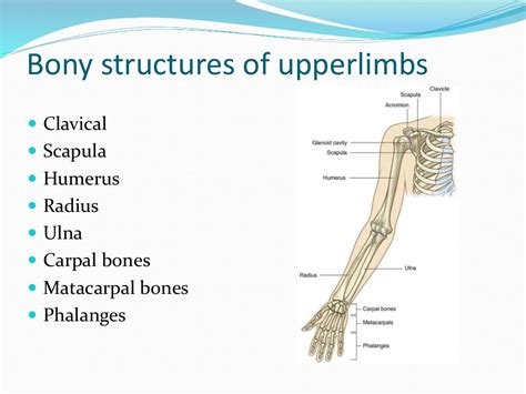 Upper Extremity Bone Anatomy