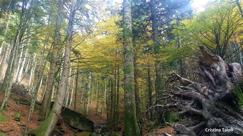 Parco Nazionale Delle Foreste Casentinesi Monte Falterona E Campigna