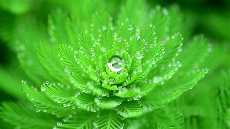 HD wallpaper: green leafed plant with water due, closeup, water drops, nature | Wallpaper Flare