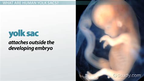 Yolk Sac Definition & Function - Lesson | Study.com