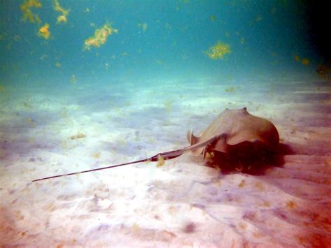 Roughtail Stingray – "OCEAN TREASURES" Memorial Library