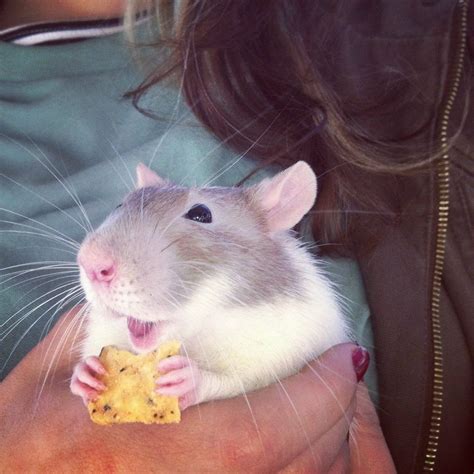 18 Adorable Rat Pics Proving That They Can Be The Cutest Pets Ever