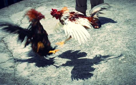 Ri A En Pelea De Gallos Clandestina Deja Un Muerto La Neta Neta