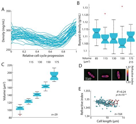 Figures And Data In Variations Of Intracellular Density During The Cell