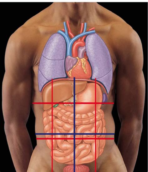 Lab Practical 1 Abdominopelvic Regions Diagram Quizlet