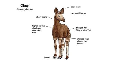 Okapi