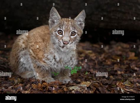 Eurasian Lynx Lynx Lynx Cub Hi Res Stock Photography And Images Alamy