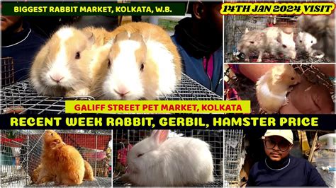 Recent Rabbit Hamster Gerbil Price Update Galiff Street Cheapest Pet