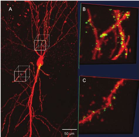 Synapses Visualized By Mgrasp In A Mouse Hippocampal Ca Neuron A