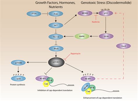 Insights Into 4e Bp1 And P53 Mediated Regulation Of Accelerated Cell